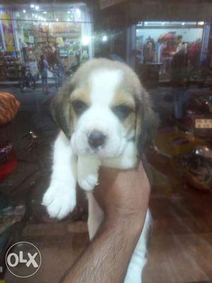 Beagle puppies in try colour avilable for sell