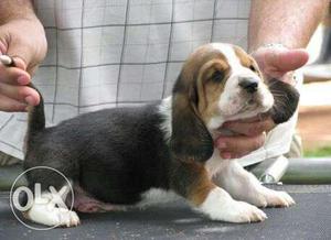 Beagle tricolor puppies available male 