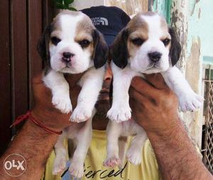 Beautiful beagle male puppy for sell