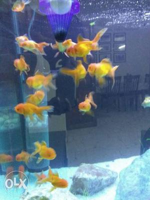 Beautiful oranda goldfish for sale