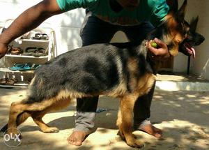 Best angulation Gsd for sale no bargaining about