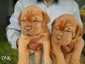 Best quality French Mastiff available
