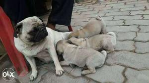 Best quality pug pups sell here