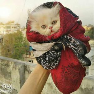 Best trained Persian KITTENs available