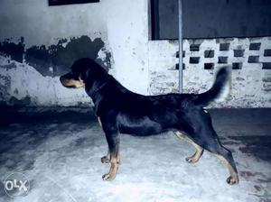 Black And Brown Rottweiler