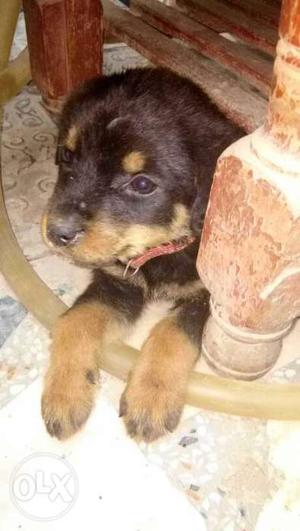 Black And Mahogany Rottweiler Puppy only 40 days