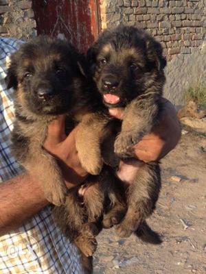 Black And Tan German Shepherd Puppies for Sale