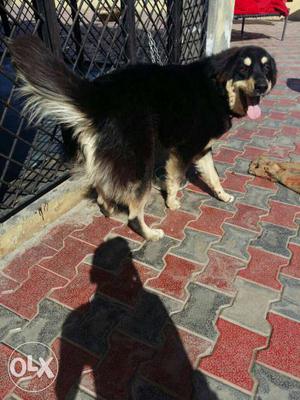Black And Tan Long Coat Medium Sized Dog