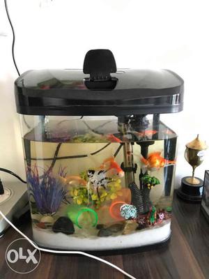 Black Frame Fish Tank with in-built pump and lights