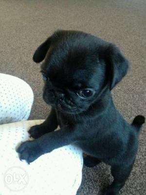 Black PUG for sale..