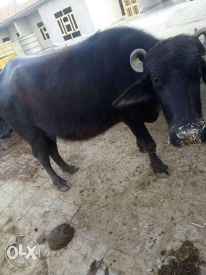 Black Water Buffalo Jhotti