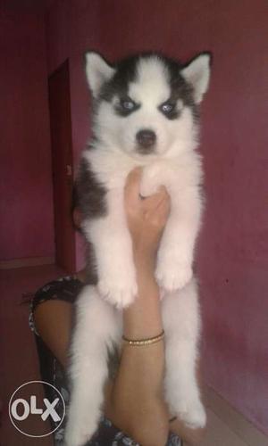 Blue eyes husky male puppy available in Mumbai