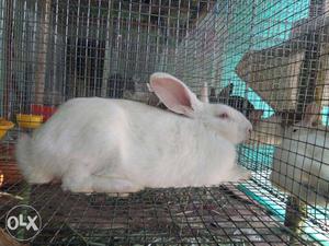 Breeding rabbit's with cage and all accessories