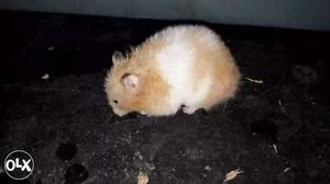 Brown And White hamster