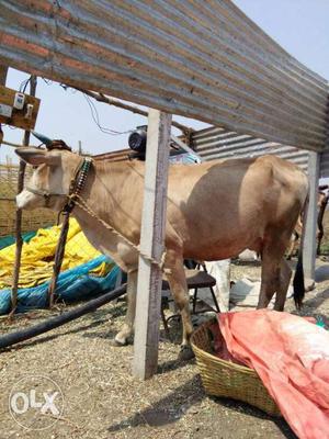 Brown Cow In Nagpur