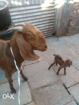Brown Goat With Goat Kid