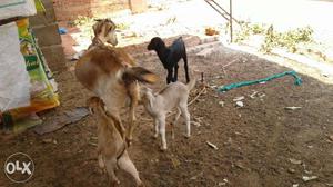 Brown Goat With Three Kids