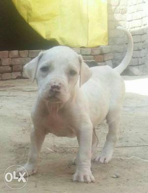Bully kutta Puppy, healthy with purity