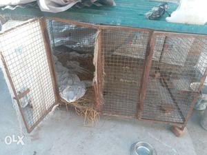 Cage for 2 dogs with Gud condition
