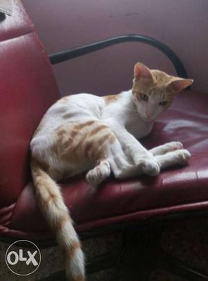 Cat male missing from roshan gate. reward of 