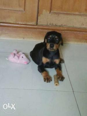 Cute and adorable male doberman.. price will be