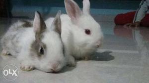 Cutest Baby rabbits For Loving Homes