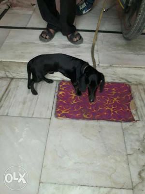 Dachshund male 8 month old available
