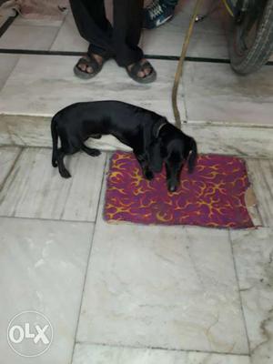 Dachshund male 8 month old for sale