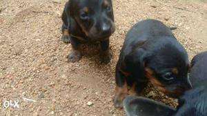 Dash hunt puppies 2 month old for sale