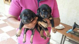 Doberman available 50 days old puppies male 