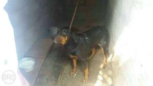 Doberman one pair 2 year for sale
