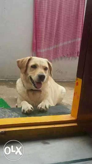 Excellent breed female lab fully vaccinated