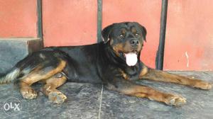 Excellent quality Rottweiler male for selling