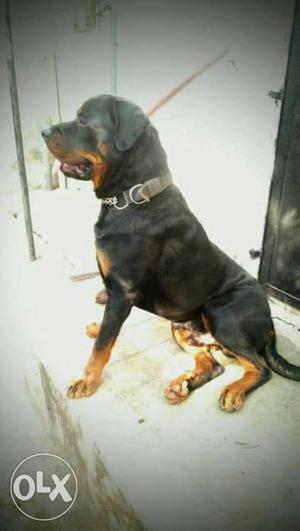 Extraordinary giants Rottweiler male only for