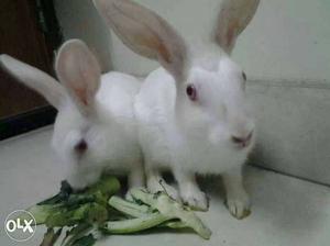 Fast breeding pure white red eyed healthy rabbit