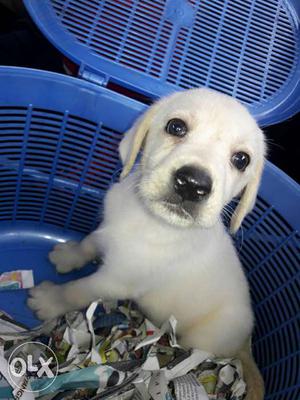 Fawn coloured,male labrador puppy,healthy and jolly.