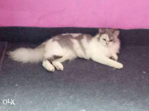 Female persian cat for sale.7 months old dilute