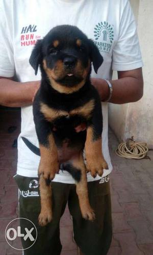 Female puppy available with paper in Nasik