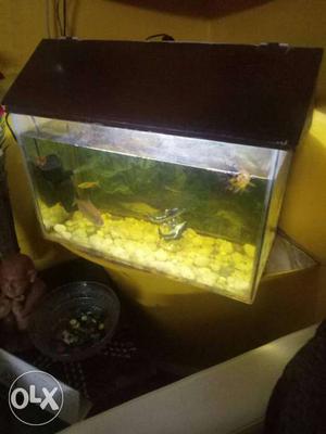 Fish aquarium for sale with fishes and all
