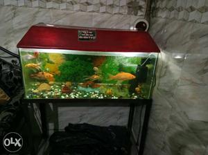 Fish aquarium with stand and nice condition