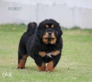 Foothills canines offer you Tibetan mastiff puppy