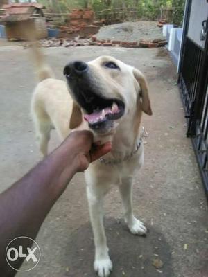 Free Male Labrador for matting