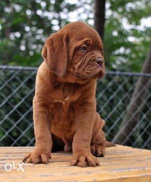 French Mastiff Brown Puppies