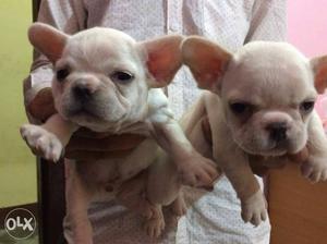 French bulldog babies available