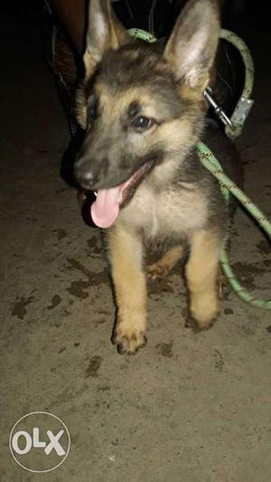GSD good quality male pup for sale