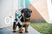 German Shepard puppy female pure breed