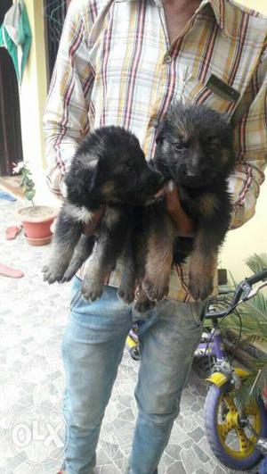 German Shepherd available Puppies adorable