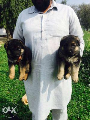 German Shepherd dark black and tan colour puppies