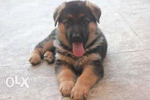 German Shepherd puppies available with low price