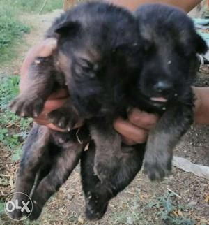 German Shepherd puppy price male11k female 10 k